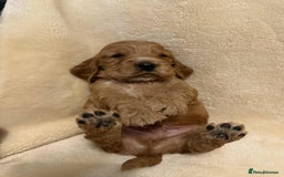 Cocker Spaniel dogs for sale: Adorable Show Cockers - Image 11