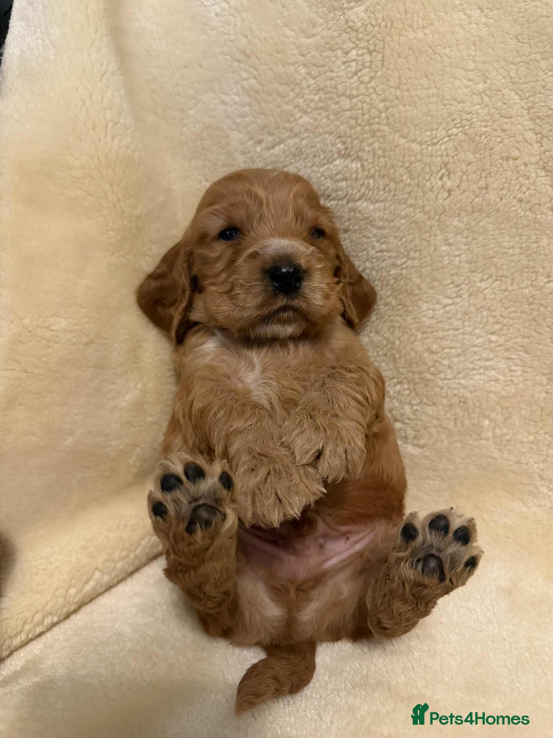 Cocker Spaniel dogs for sale: Adorable Show Cockers - Image 11