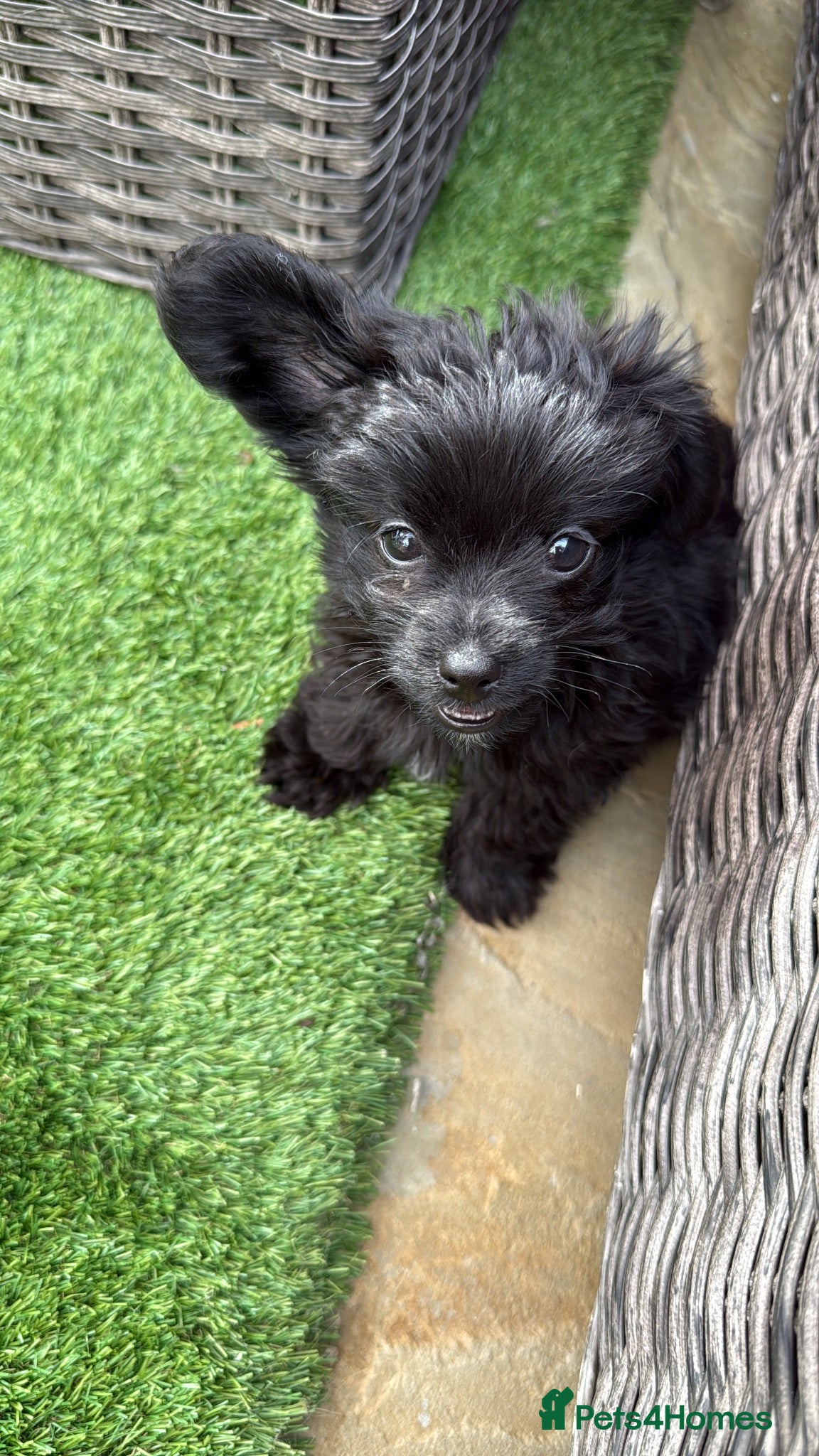 Mixed Breed dogs Reduced last boy yorkiepoo puppy  - Advert 3