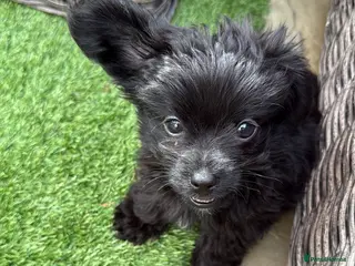 Mixed Breed dogs Reduced last boy yorkiepoo puppy - Advert 3