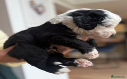 Sheepadoodle dogs for sale: Sheepadoodle Puppies -4 Female, 3 Male - Image 11