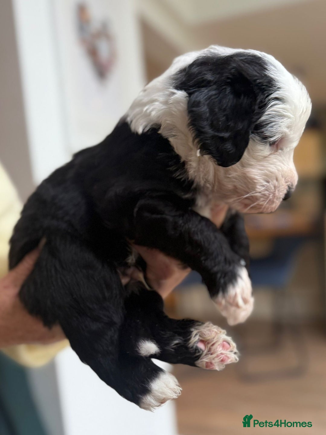 Sheepadoodle dogs for sale: Sheepadoodle Puppies -4 Female, 3 Male - Image 11