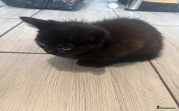British Shorthair cats for sale: 4 x beautiful kittens available  - Image 9