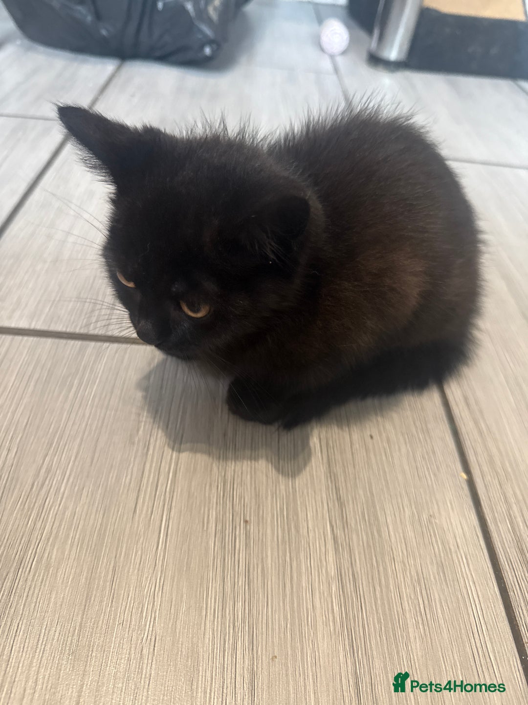 British Shorthair cats for sale: 4 x beautiful kittens available  - Image 9