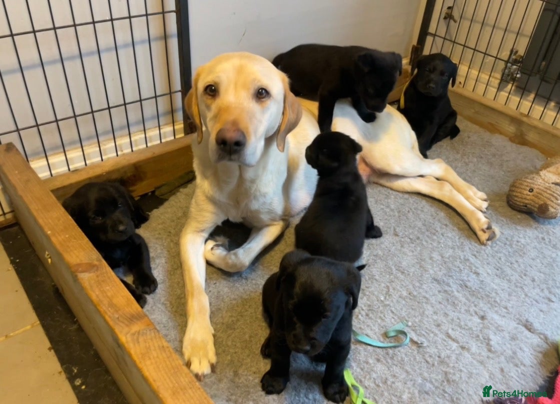 Labrador Retriever dogs Working Labrador puppies - Advert 6
