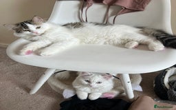 Persian cats for sale: Gentle and sweet Persian kittens - Image 6