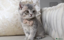 British Shorthair cats for sale: 🩷 Beautiful Pedigree British Shorthair - GCCF 🩷 - Image 5