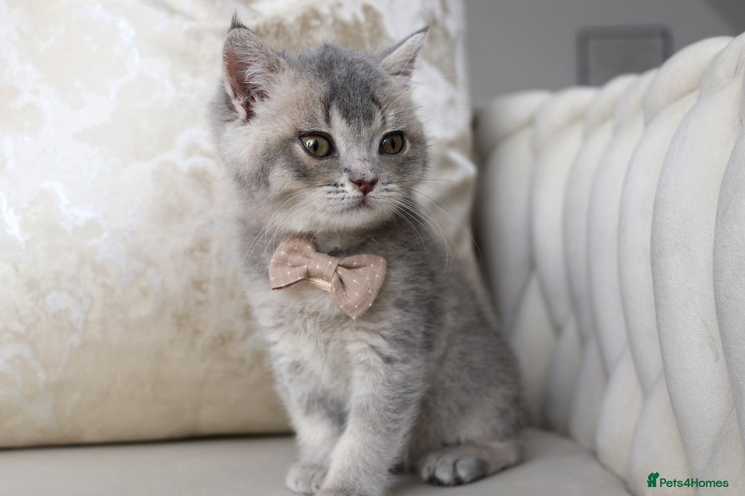 British Shorthair cats for sale: 🩷 Beautiful Pedigree British Shorthair - GCCF 🩷 - Image 5