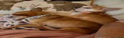 Chihuahua dogs for sale: Tiny silver male chihuahua pup - Advert 4