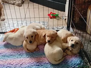 Labrador Retriever dogs Beautiful Labrador Puppies - Advert 10