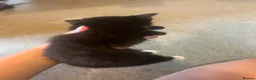 Mixed Breed cats for sale: 9 kittens  - Advert 7