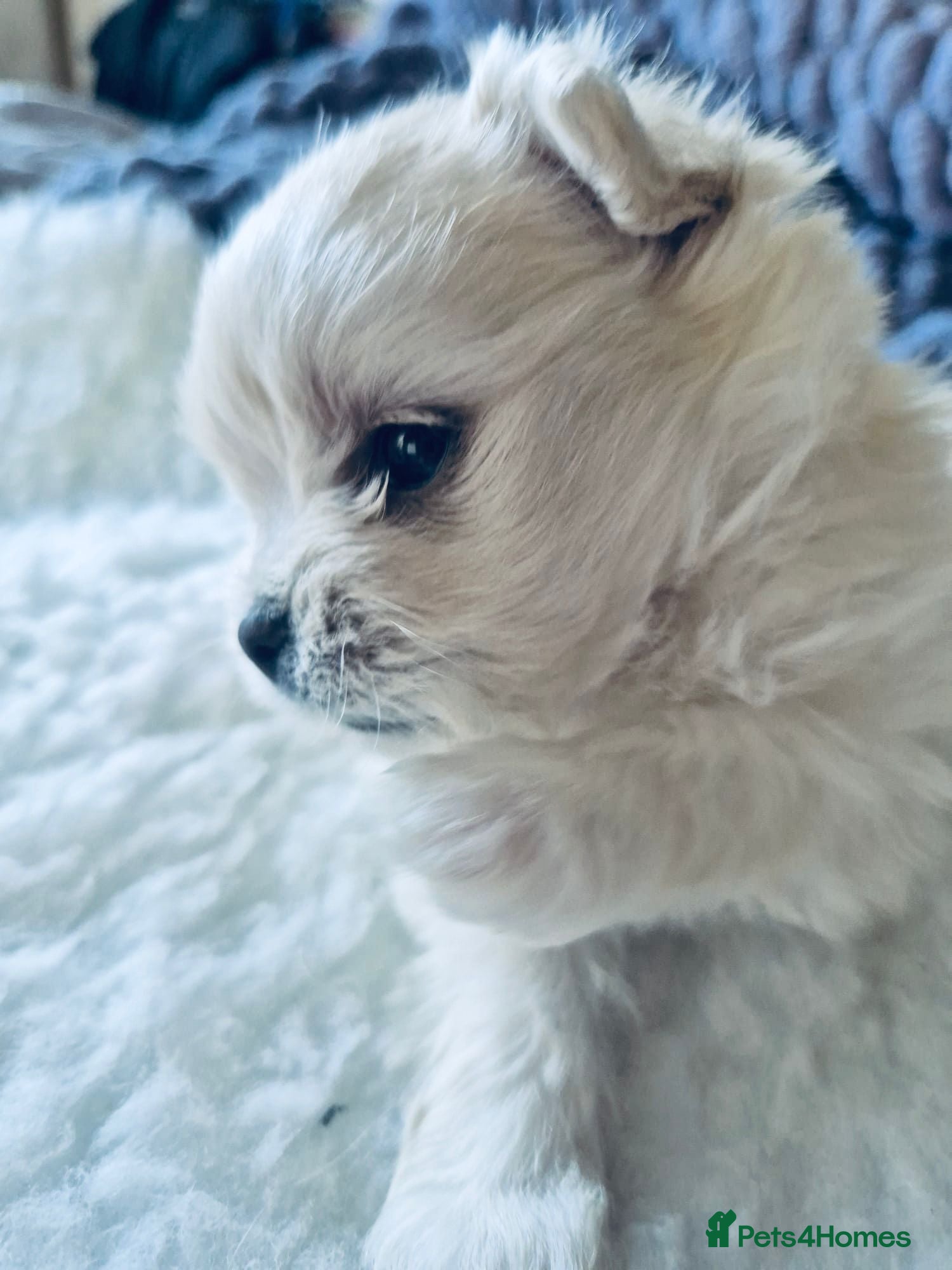 Mixed Breed dogs Maltipom - Advert 5