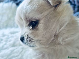 Mixed Breed dogs Maltipom - Advert 5