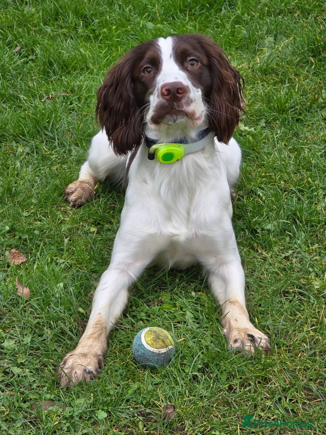 Sprocker dogs for stud: Sprocker Ralph - Advert 8