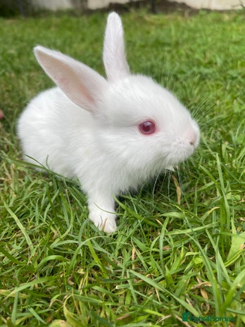 Mixed Breed rabbits - Advert 4