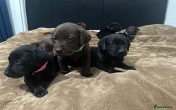 Labrador Retriever dogs for sale: Labrador puppies - Advert 11