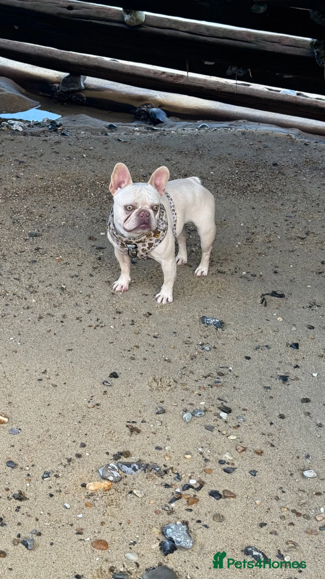 French Bulldog dogs for sale: 2 cream French bulldog puppies  in Norwich - Advert 1