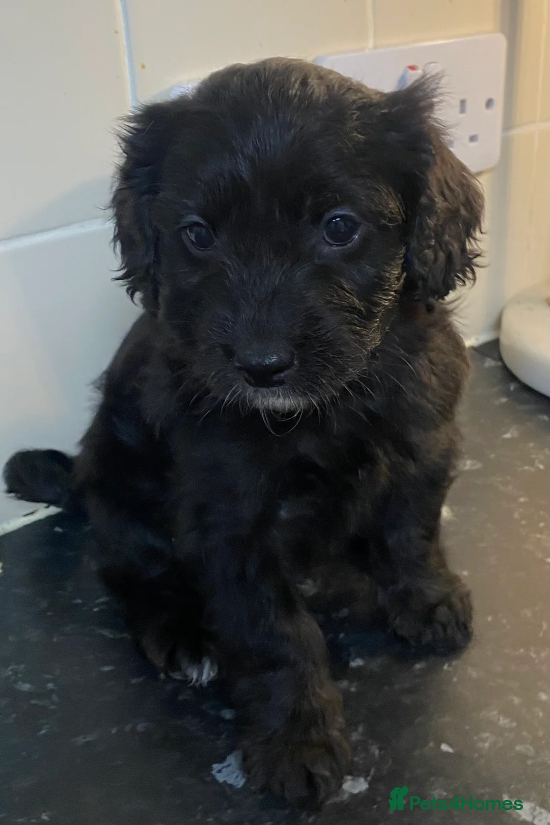 Cockapoo dogs for sale: Beautiful F2 Cockapoo puppies 🏡🐶  - Advert 23