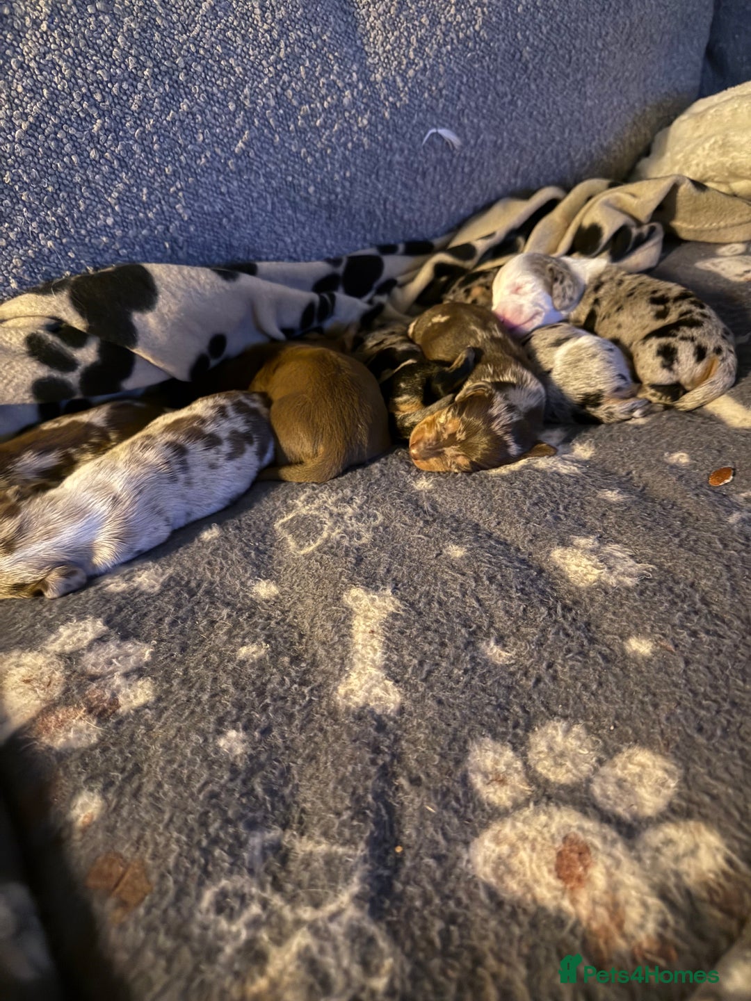 Miniature Dachshund dogs for sale: 🐾 5 Mini Dachshunds 4 dappled, 1 choc 🐾 - Advert 10