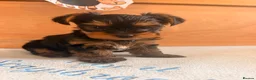 Yorkshire Terrier dogs for sale: Miniature Yorkie Puppies - Advert 6