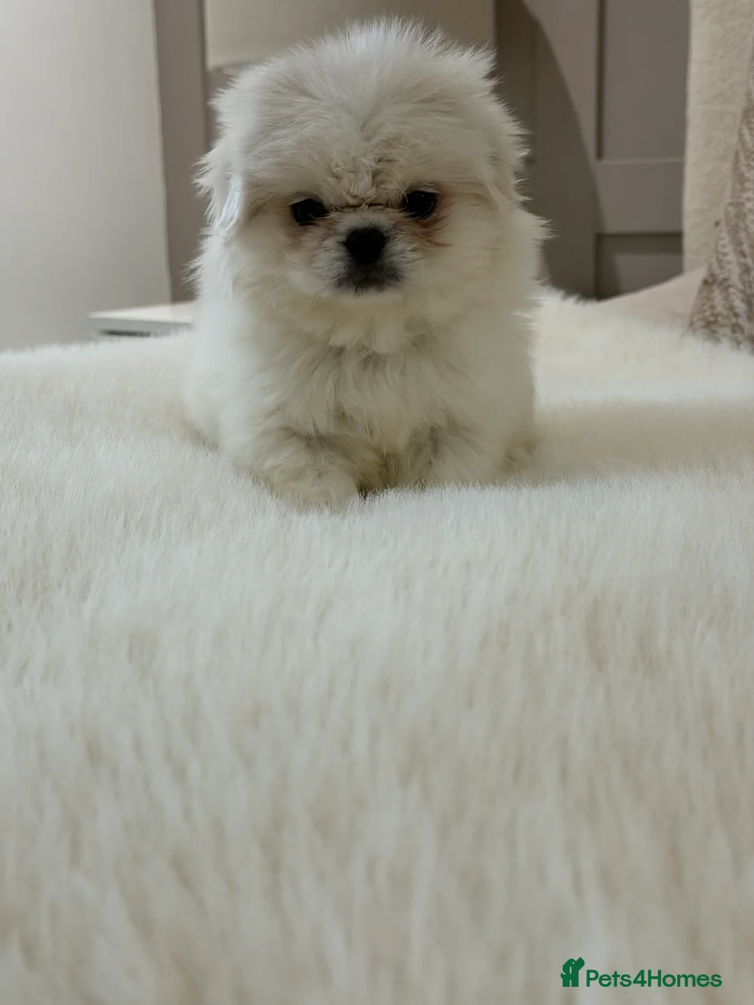 Pekingese dogs for sale: Kc Pekingnese puppies  in Strathaven - Advert 2