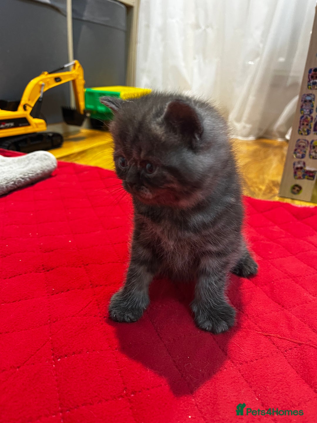 British Shorthair cats for sale: British Shorthair Kittens – 1 Boy & 3 Girls - Image 3