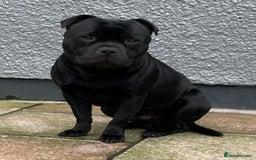 Staffordshire Bull Terrier dogs for sale: KC STAFFORDSHIRE BULL TERRIER CHAMPION BLOODLINES  - Image 7