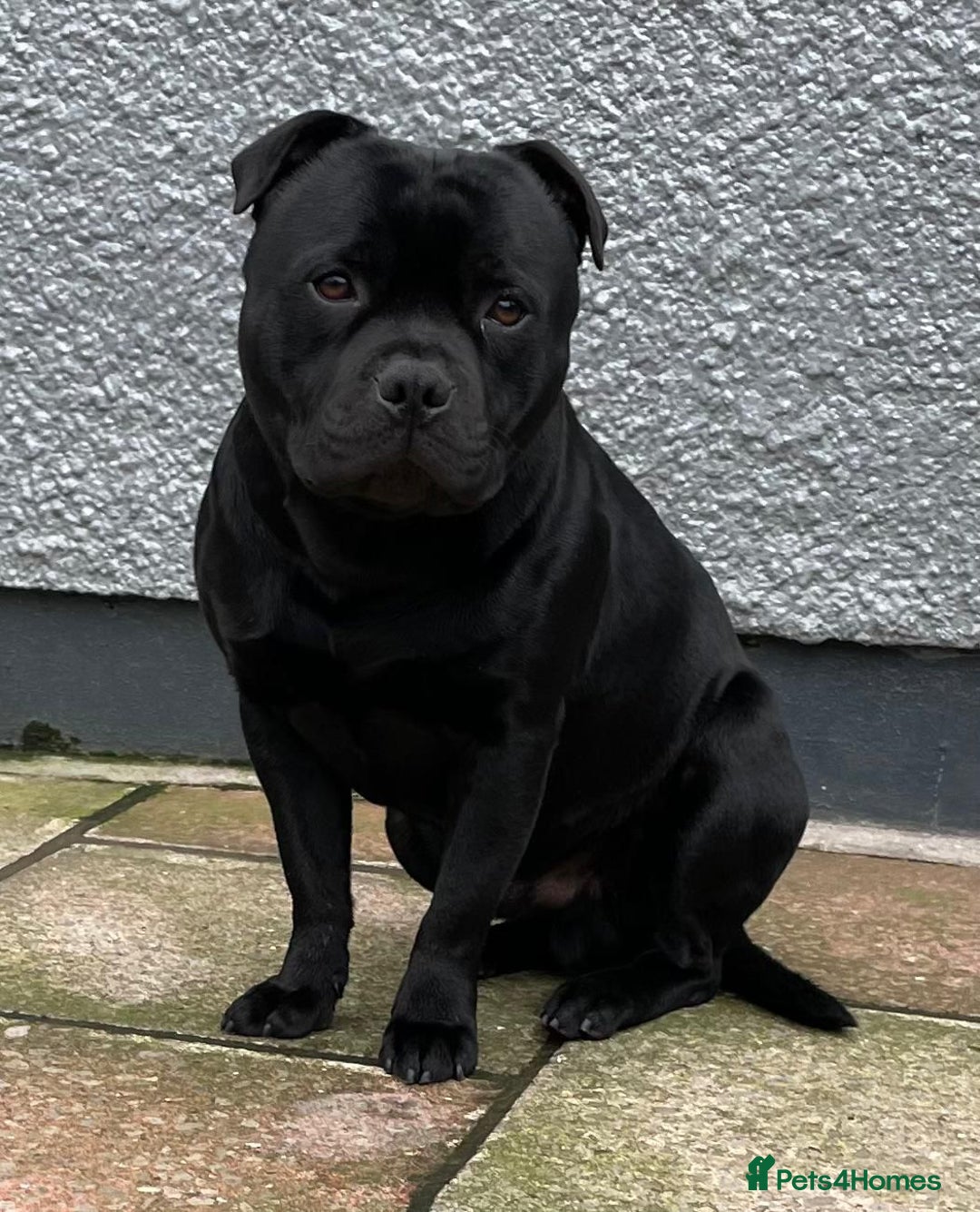 Staffordshire Bull Terrier dogs for sale: KC STAFFORDSHIRE BULL TERRIER CHAMPION BLOODLINES  - Image 7