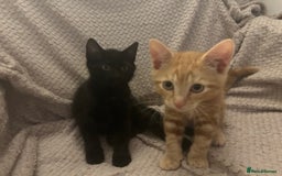 Mixed Breed cats for sale: Beautiful kittens ❤️ - Image 5