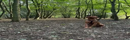 Hungarian Vizsla dogs for stud: Proven KC Registered Stud - Advert 3