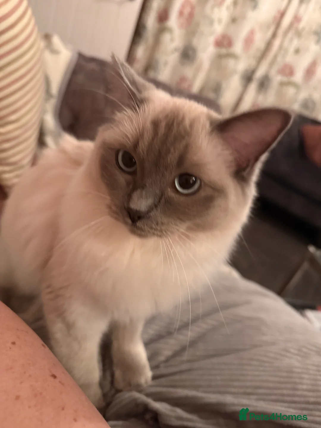 Ragdoll cats for sale: Beautiful 6mo ragdoll girl in Didcot - Advert 6