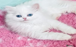 Persian cats for sale: Pure White Persian Girls BLUE EYES & full hearing - Image 28