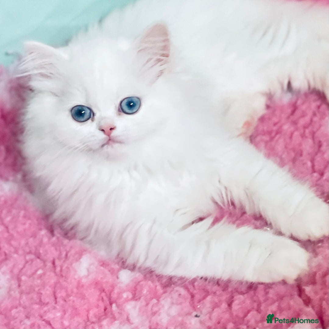 Persian cats for sale: Pure White Persian Girls BLUE EYES & full hearing - Image 28