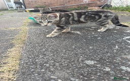 Domestic Shorthair cats for sale: 4 kittens, short haired - Image 7