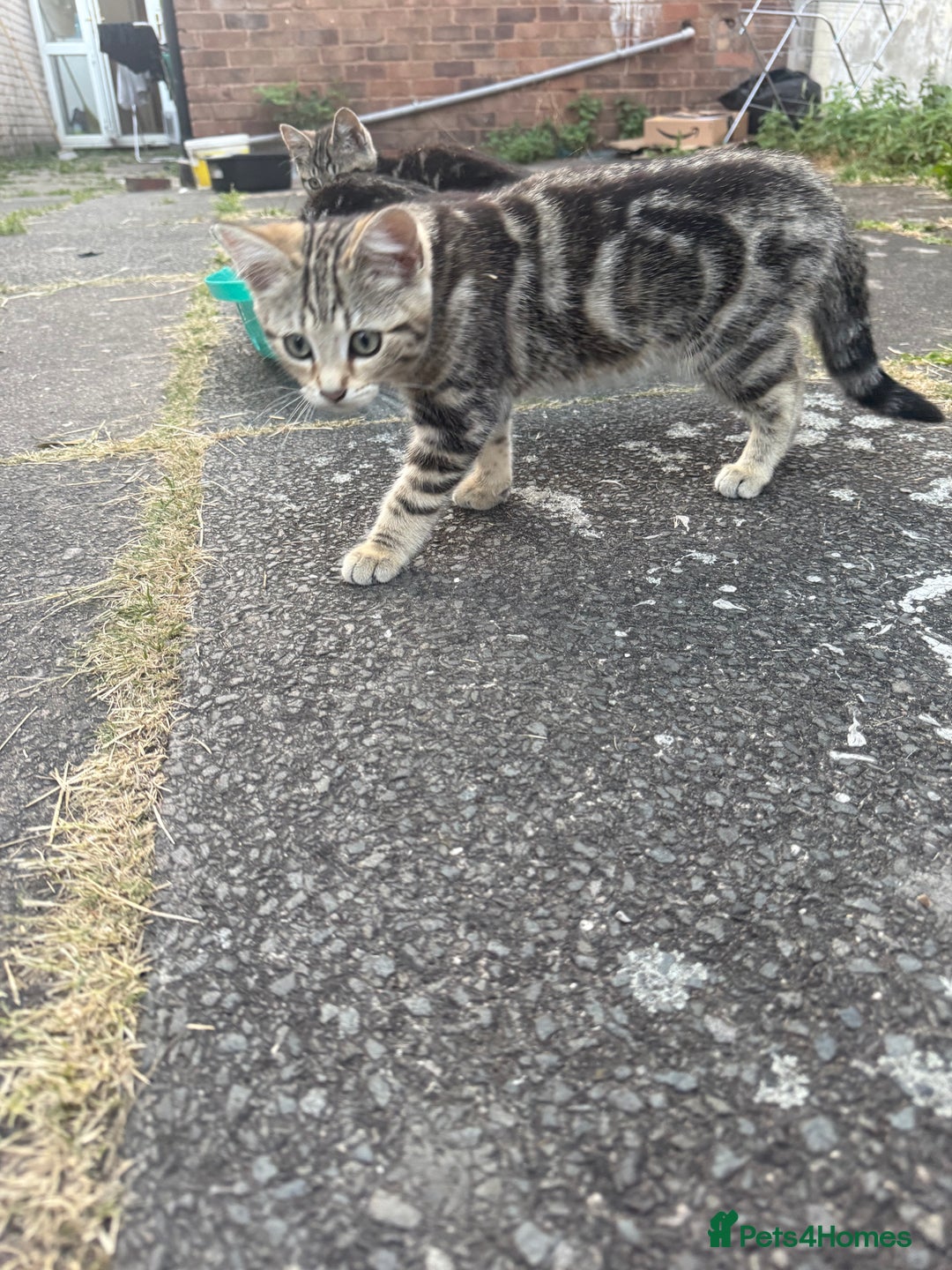 Domestic Shorthair cats for sale: 4 kittens, short haired - Image 7