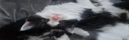 Mixed Breed cats for sale: 5 beautiful kittens  - Advert 2