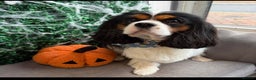 Cavalier King Charles Spaniel dogs for stud: CKCS STUD DOG/ DNA / CHAMPION LINES  - Advert 1