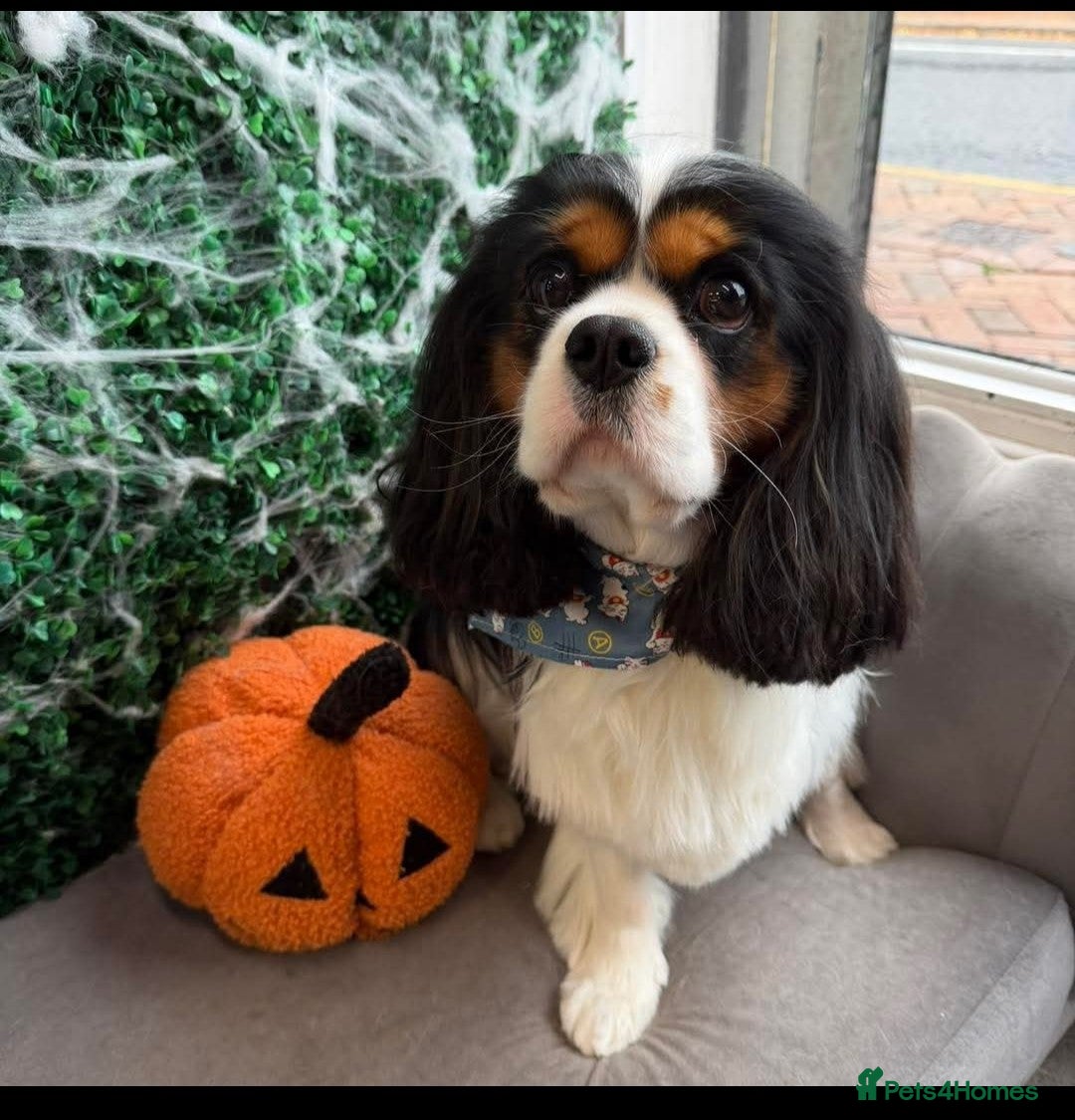 Cavalier King Charles Spaniel dogs for stud: CKCS STUD DOG/ DNA / CHAMPION LINES  - Advert 1