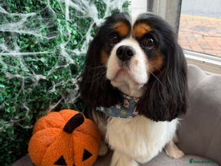 Cavalier King Charles Spaniel dogs CKCS STUD DOG/ DNA / CHAMPION LINES - Advert 16