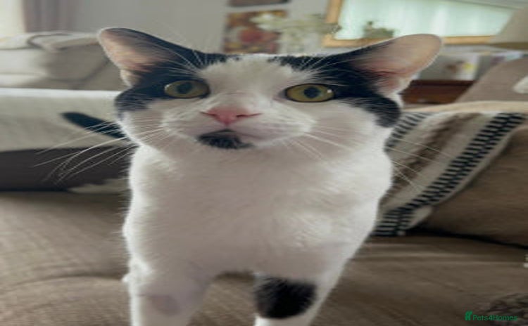 Mixed Breed cats - Advert 9