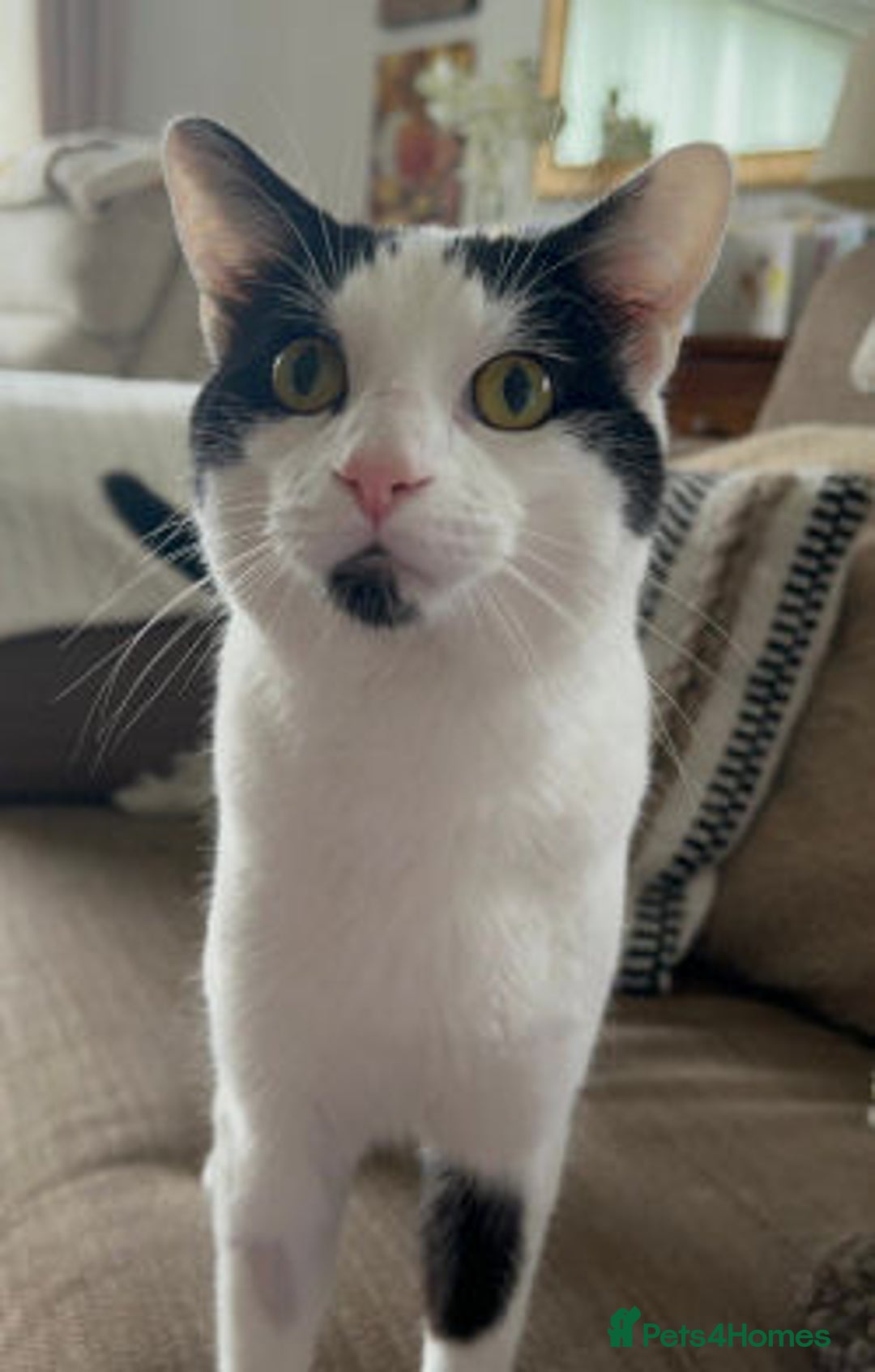 Mixed Breed cats for adoption: HERMI - Image 1