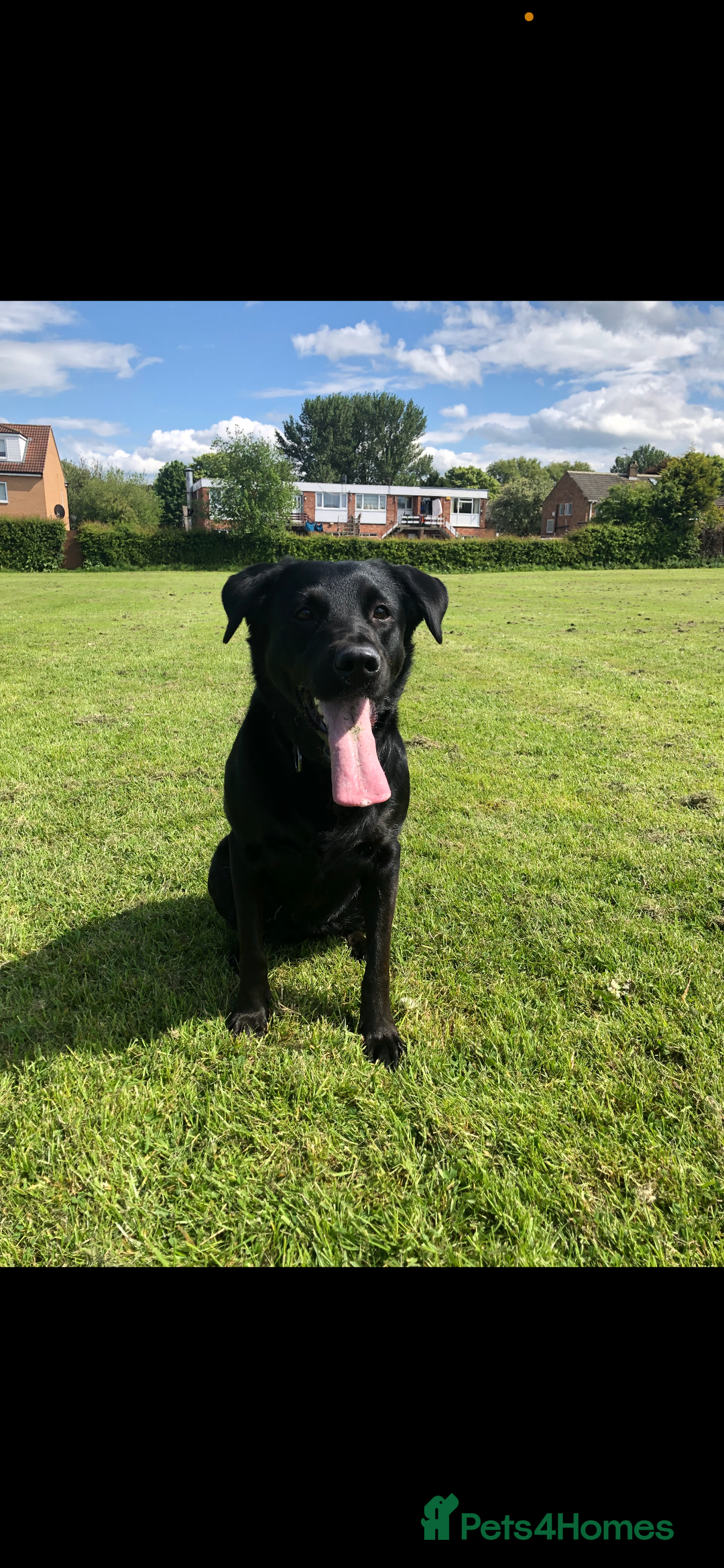 Mixed Breed dogs for sale: Labrador Cross for sale - Advert 6
