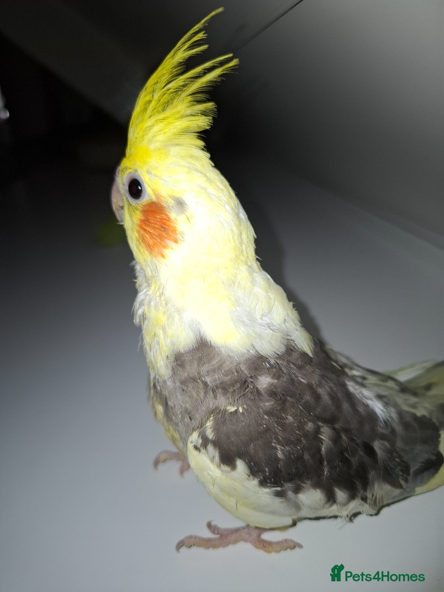 Cockatiels birds Hand Reared Cockatiel - Advert 2