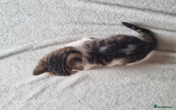 Mixed Breed cats for sale: 5 Cute Kittens For Sale!!! - Image 12