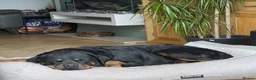 Rottweiler dogs for sale: Belly, 8-Year-Old Loving Rottweiler - Advert 5