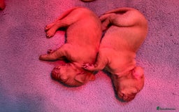 Hungarian Vizsla dogs for sale: Wonderful puppies from mum with 0/0 hip score.  - Image 5