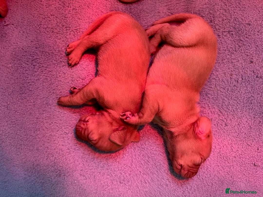 Hungarian Vizsla dogs for sale: Wonderful puppies from mum with 0/0 hip score.  - Image 5