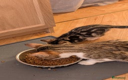 Mixed Breed cats for sale: Mixed breed kittens - available immediately  - Image 15