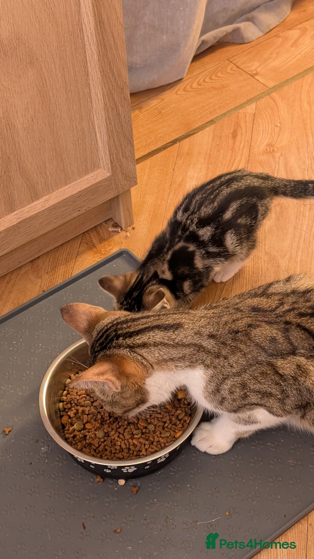 Mixed Breed cats for sale: Mixed breed kittens - available immediately  - Image 15