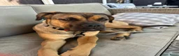 Mixed Breed dogs for sale: Bullmastiff cross - Advert 4